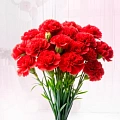 Гвоздики Гвоздики