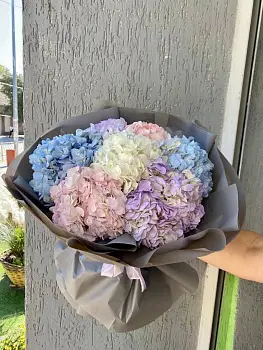 Разноцветные гортенизии