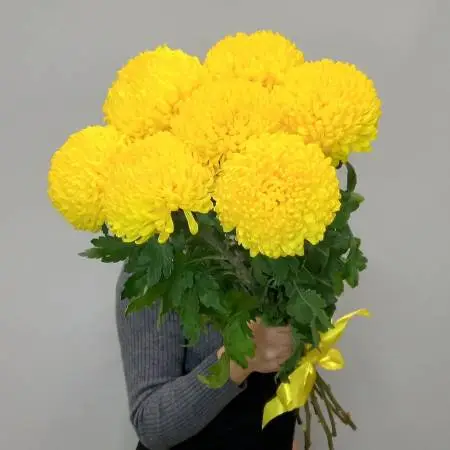 Солнечный великан